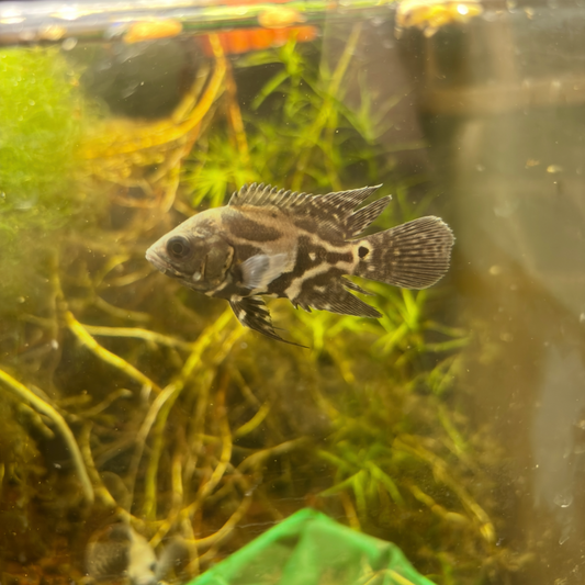 Black Nemo Longfin Slayer Oscar