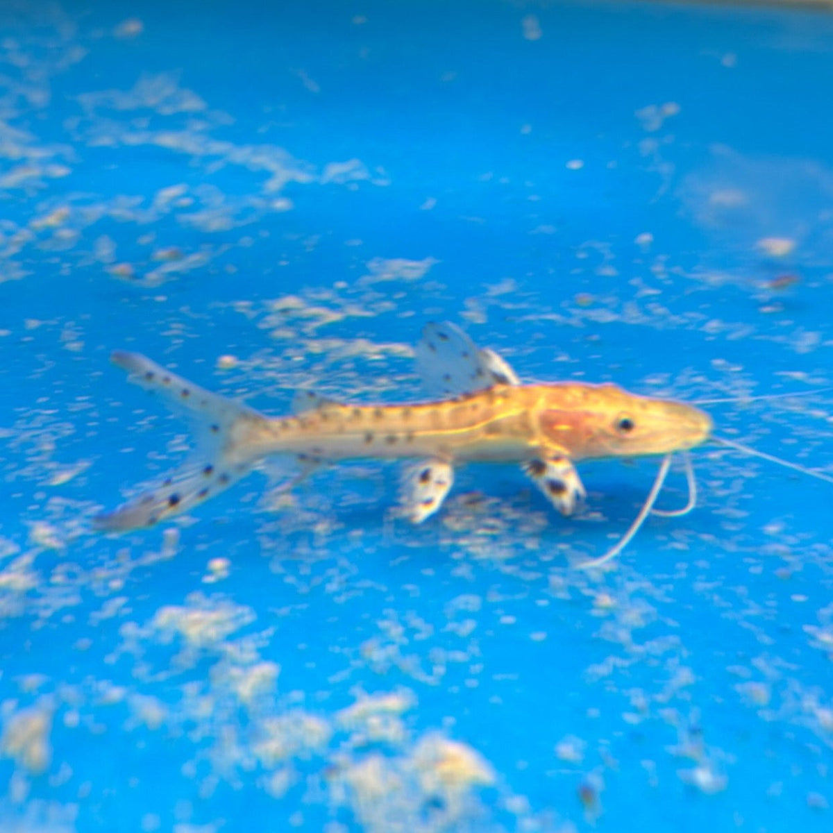 Golden Tiger Shovelnose Hybrid – ExoticFishGuy