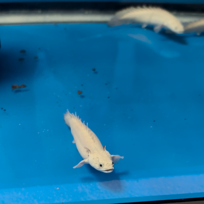 Platinum Endlicheri Bichir