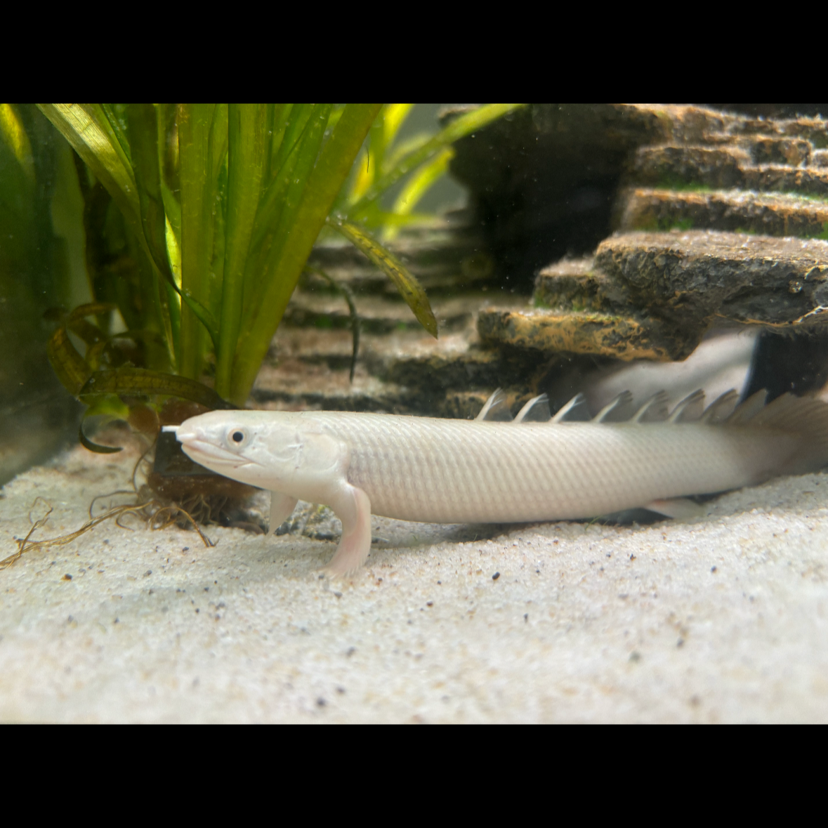 Platinum Senegalus Bichir 2.5”-3”