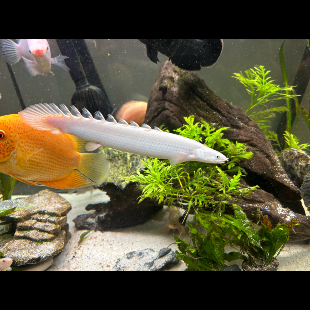 Platinum Senegalus Bichir 2.5”-3”