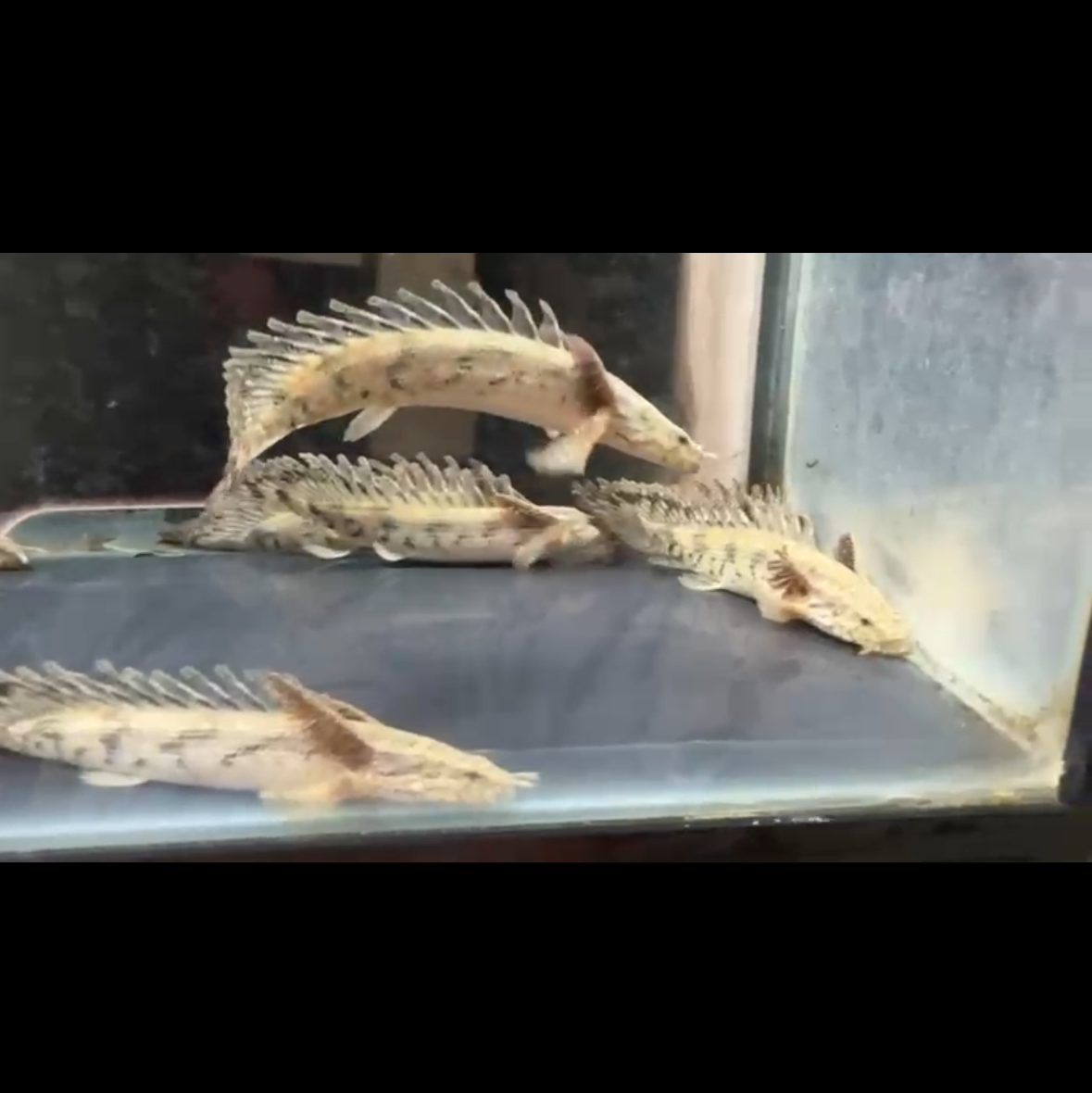 Longfin Endlicheri Bichir