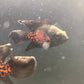 Orange Nemo Longfin Oscar