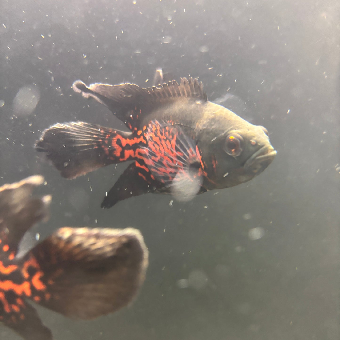 Orange Nemo Longfin Oscar