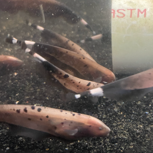 Panda Spotted Ghost Knifefish Super Rare 3”