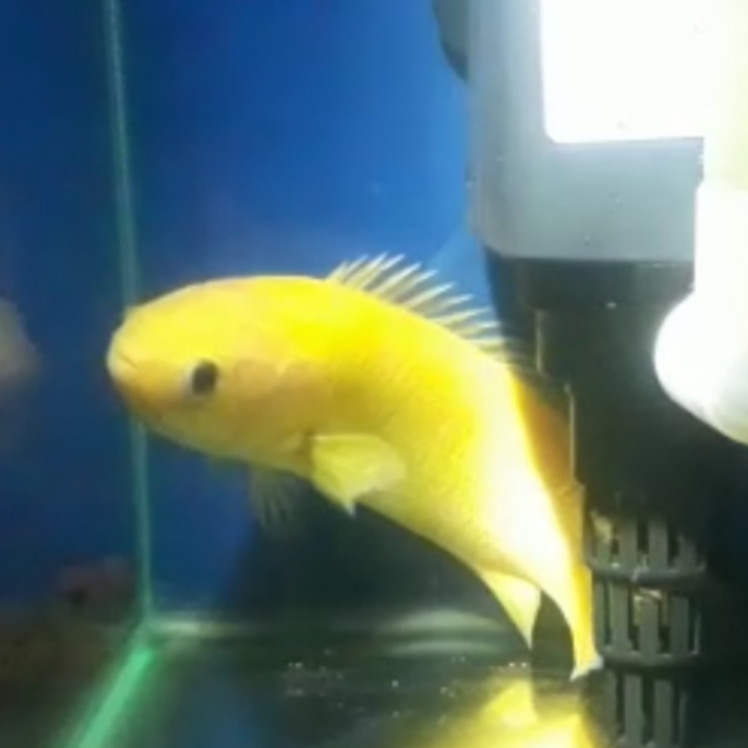 Xanthic Climbing Perch 5-6” – ExoticFishGuy