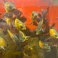 Lemon Copper Longfin Oscar