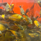 Lemon Copper Longfin Oscar