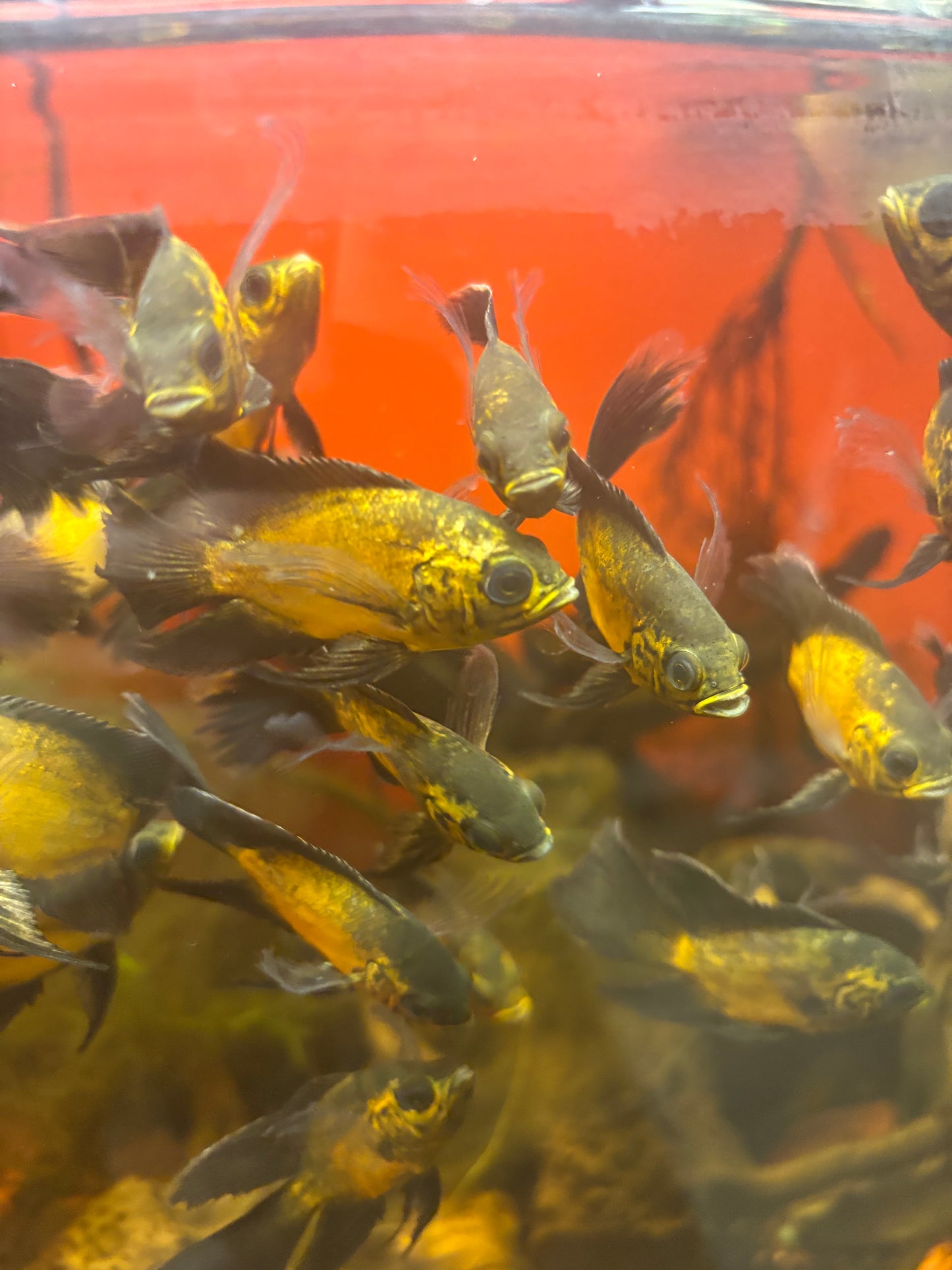 Lemon Copper Longfin Oscar