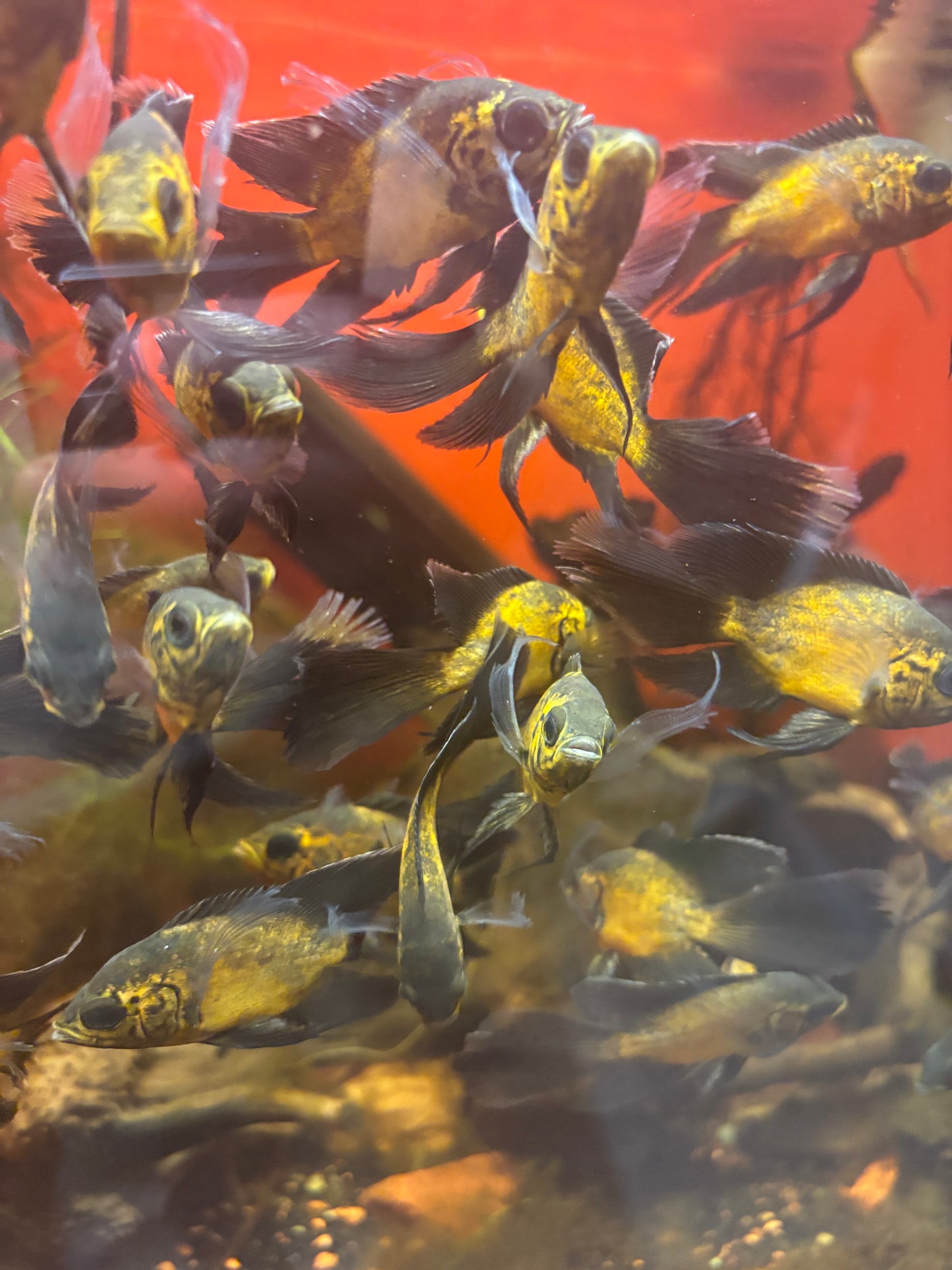 Lemon Copper Longfin Oscar