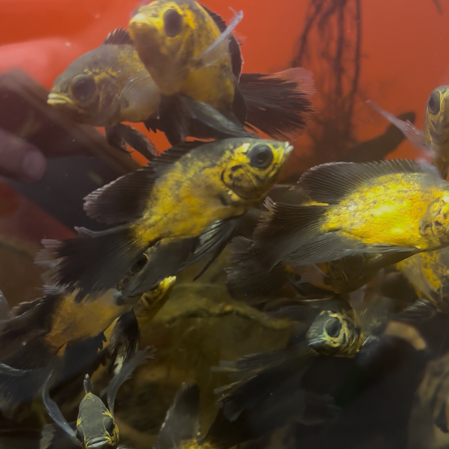 Lemon Copper Longfin Oscar
