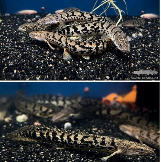 Premium Bar Delhezi Bichir