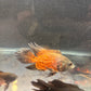 Copper Red Longfin Oscar