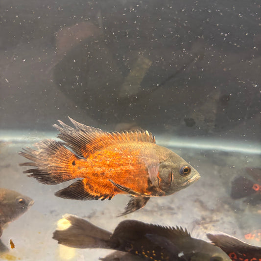 Copper Red Longfin Oscar