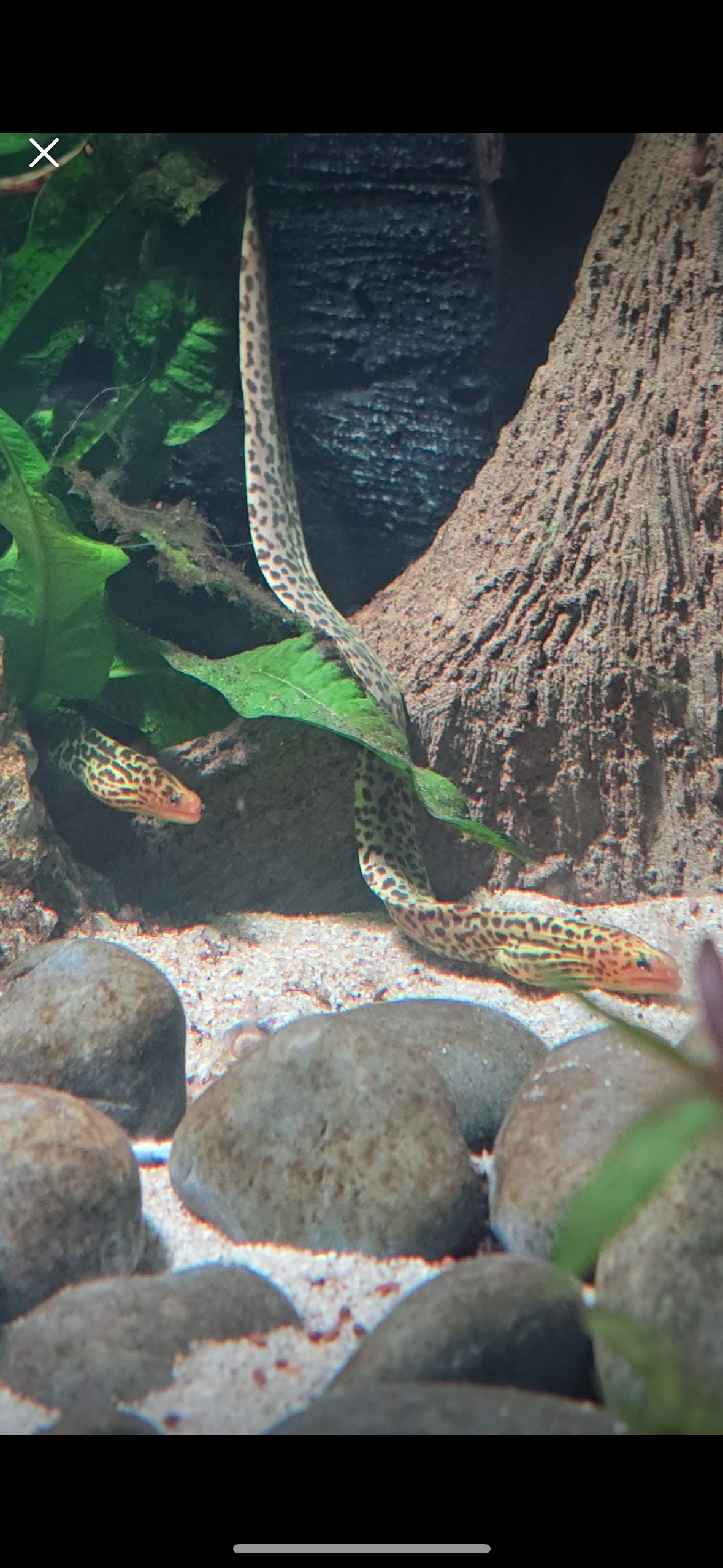 Freshwater Tiger Moray Eels 14-16" (Gymnothorax Polyuranodon)