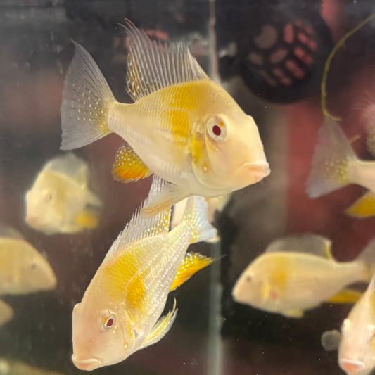 Albino Threadfin Acara