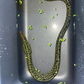 Freshwater Tiger Moray Eels (Gymnothorax polyuranodon)