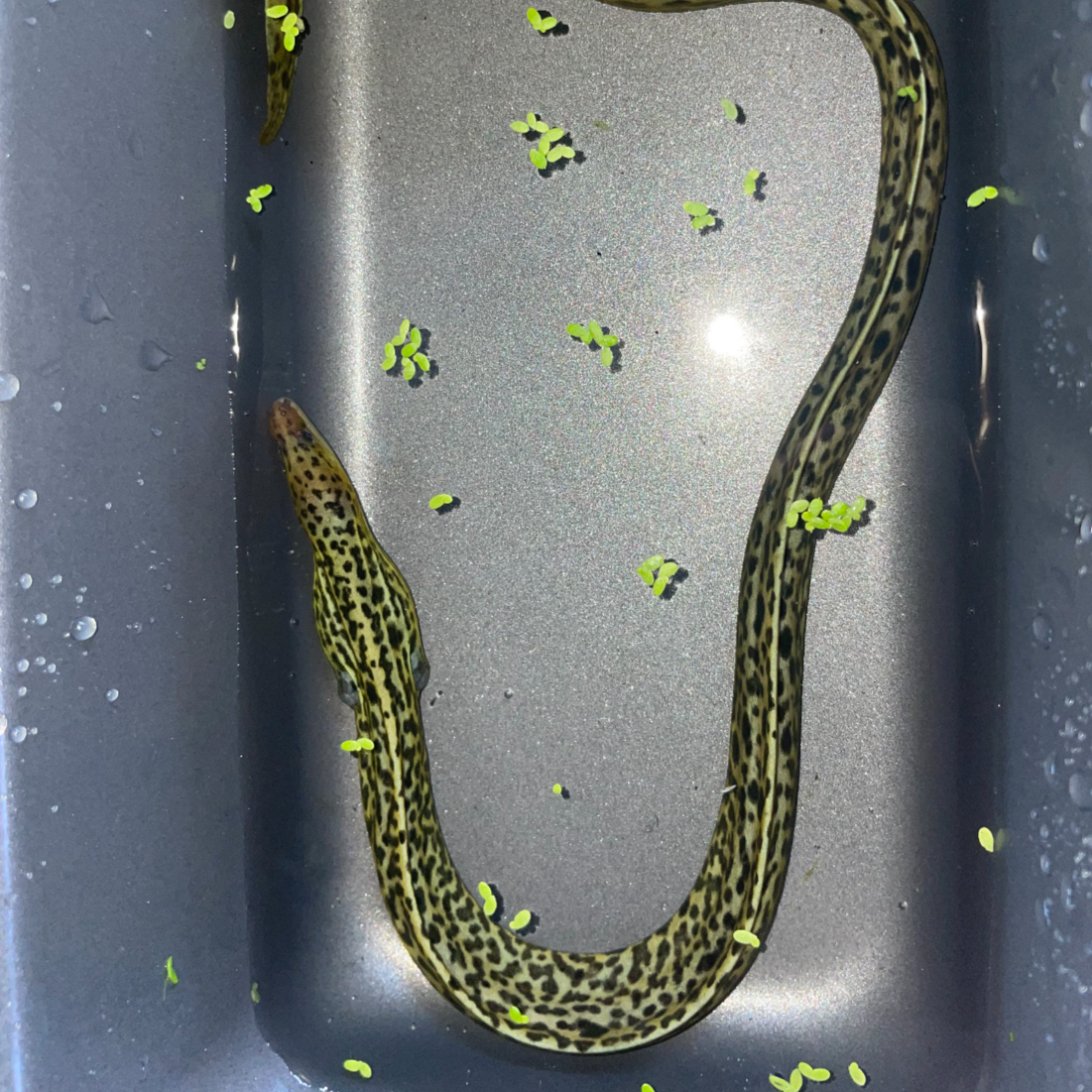 Freshwater Tiger Moray Eels (Gymnothorax polyuranodon)