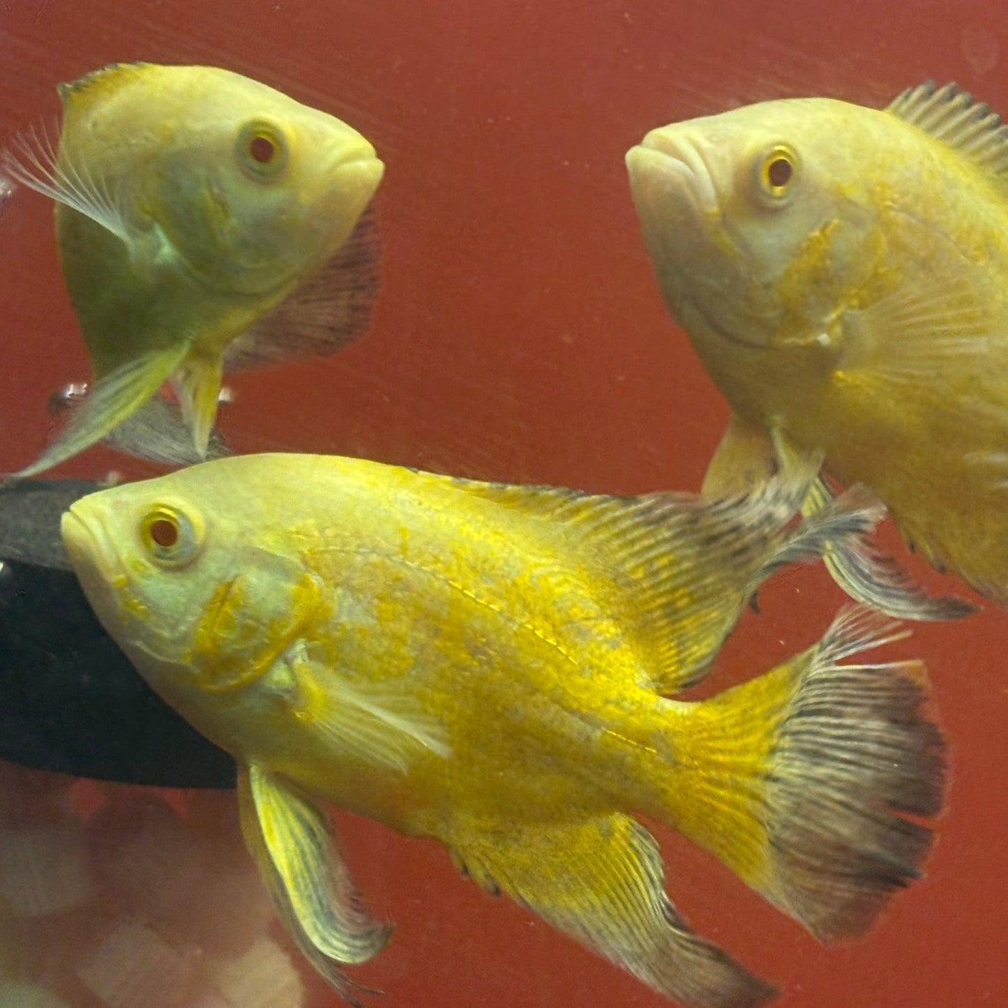 Clearance Lemon Longfin Oscar