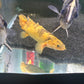 Shortbody Xanthic Marbled Senegal Bichir