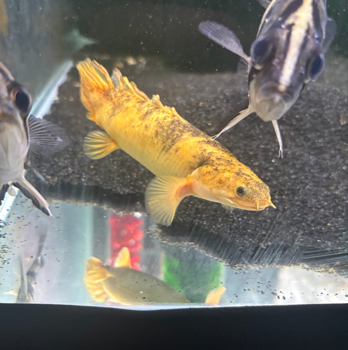 Shortbody Xanthic Marbled Senegal Bichir