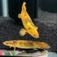 Shortbody Xanthic Marbled Senegal Bichir