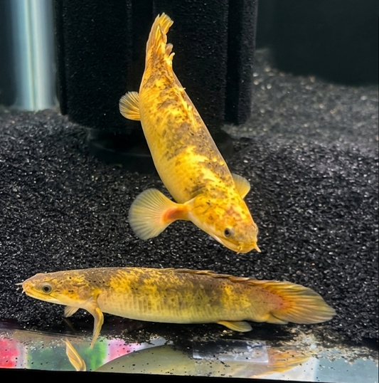 Shortbody Xanthic Marbled Senegal Bichir