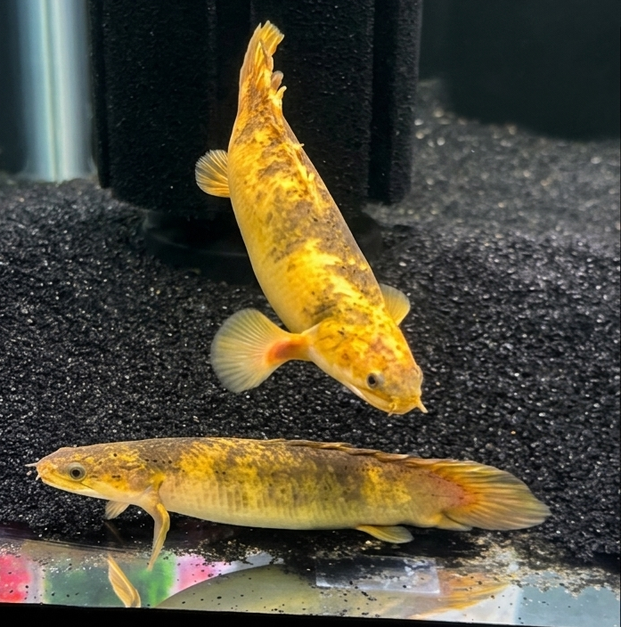 Shortbody Xanthic Marbled Senegal Bichir