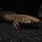 Ornate bichir resting on black aquarium substrate