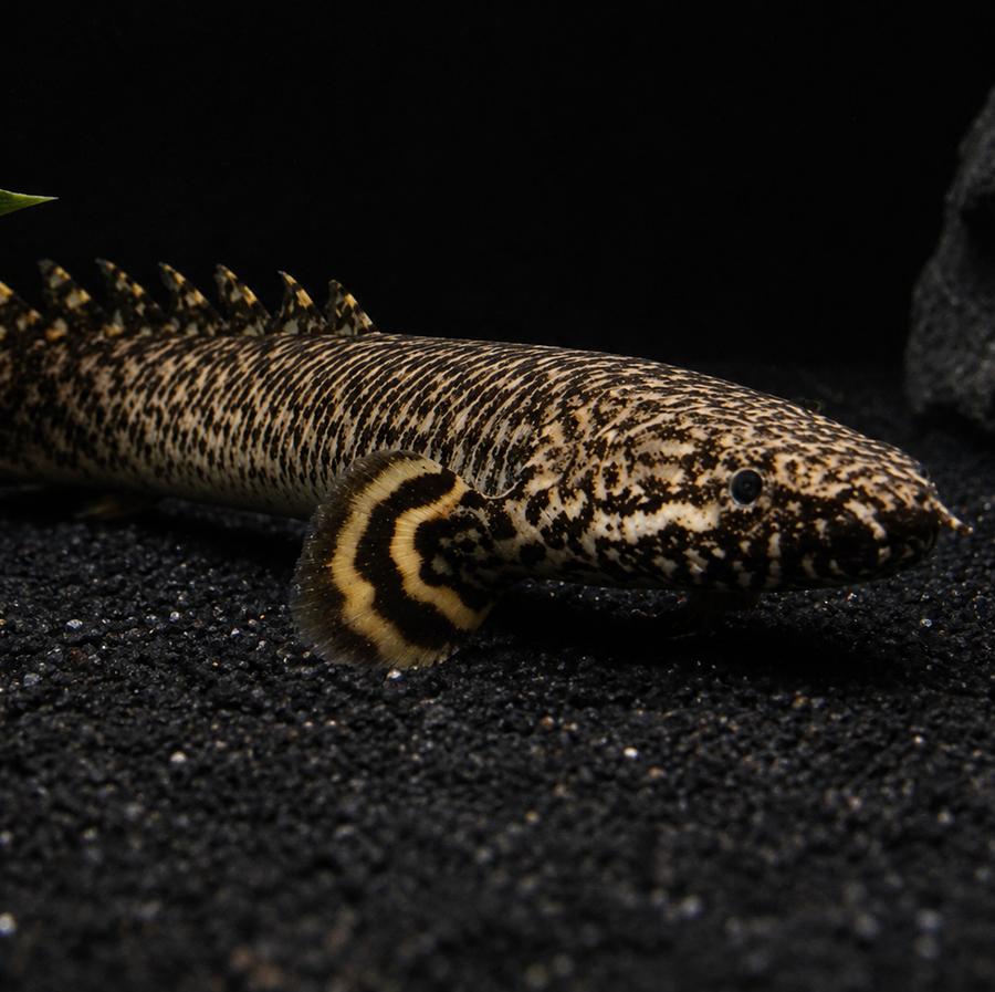 Ornate Bichir
