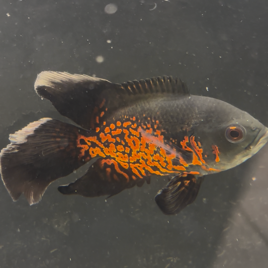 Orange Nemo Longfin Oscar