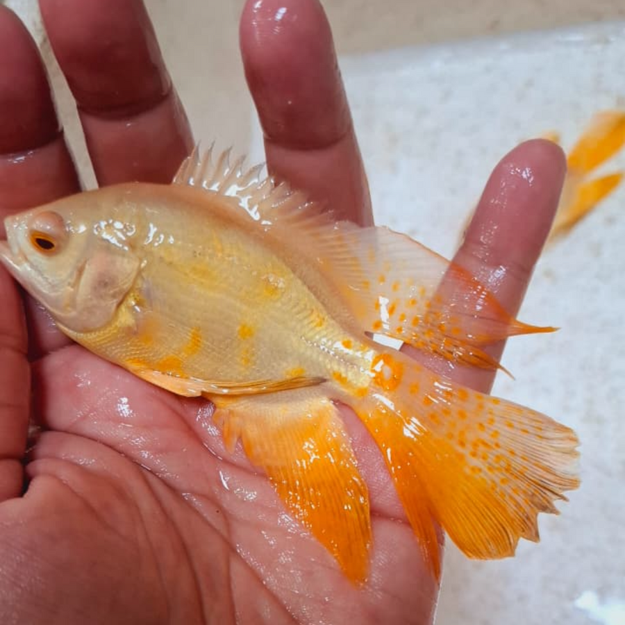 PREORDER Sunfire Longfin Oscar