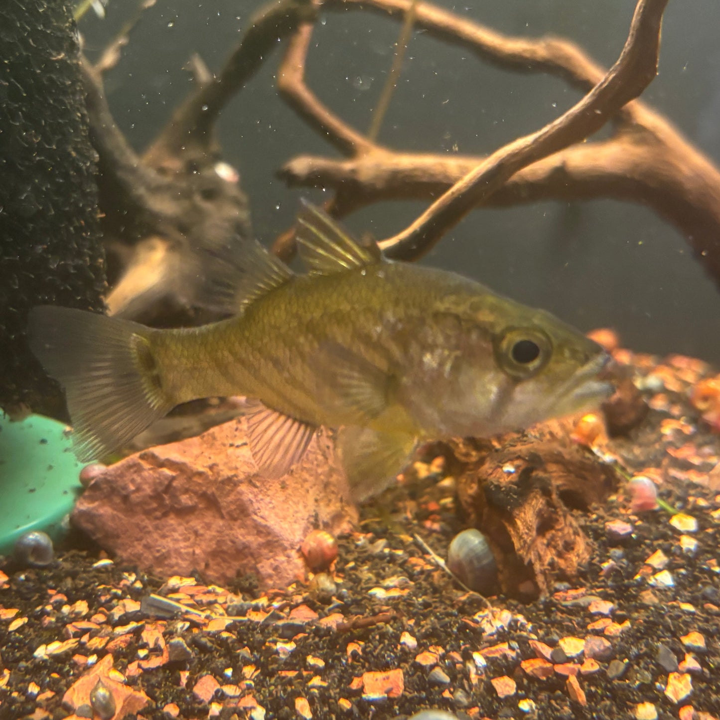 12 pcs clearance juvenile glossamia wichmani