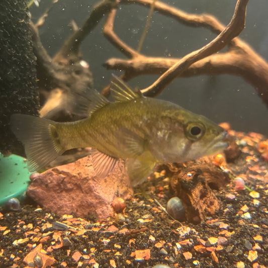 12 pcs clearance juvenile glossamia wichmani