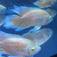 Orange Nemo Longfin Oscar