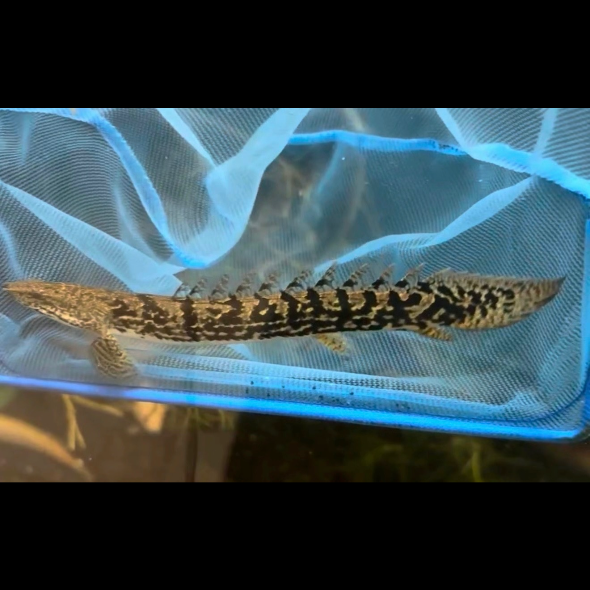 Premium Bar Delhezi Bichir