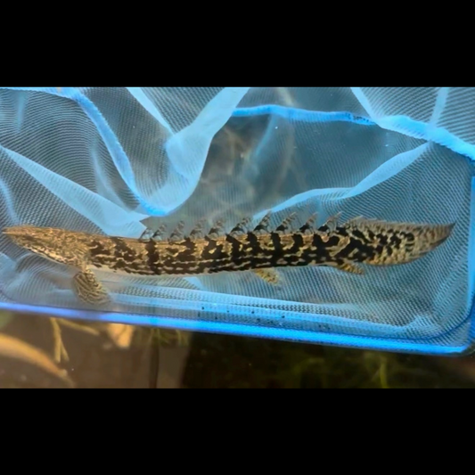 Premium Bar Delhezi Bichir