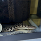 Premium Bar Delhezi Bichir