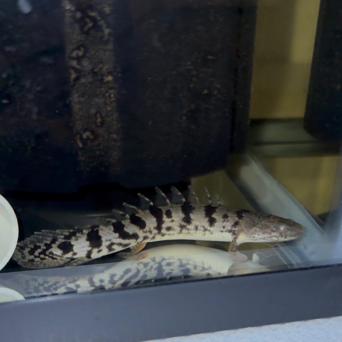 Premium Bar Delhezi Bichir