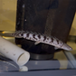 Premium Bar Delhezi Bichir