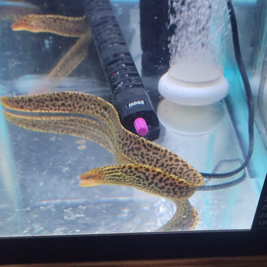 Premium Freshwater Tiger Moray Eels 10-12"+ (Gymnothorax Polyuranodon)