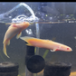 Shortbody Albino Senegalus Bichir 3-4"