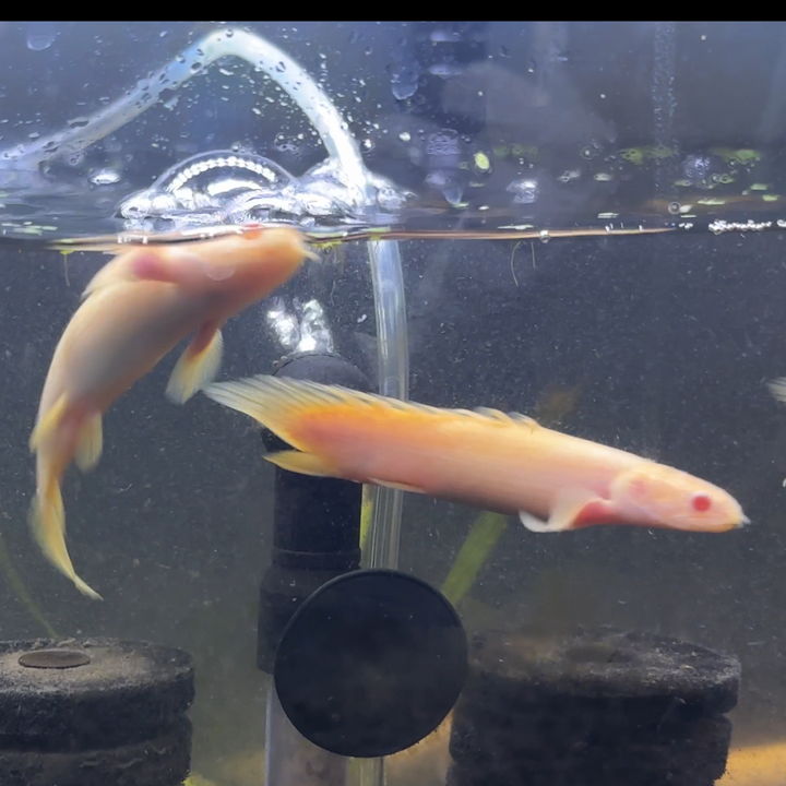 BICHIR – ExoticFishGuy