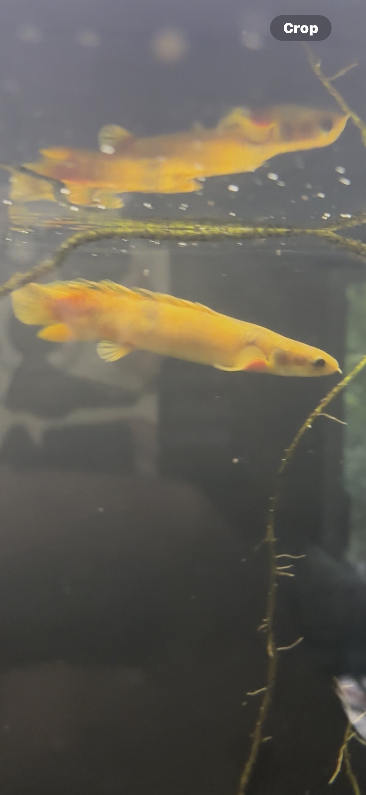 Shortbody Xanthic Marbled Senegal Bichir