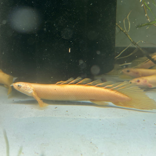 Golden Longfin Senegalus Bichir