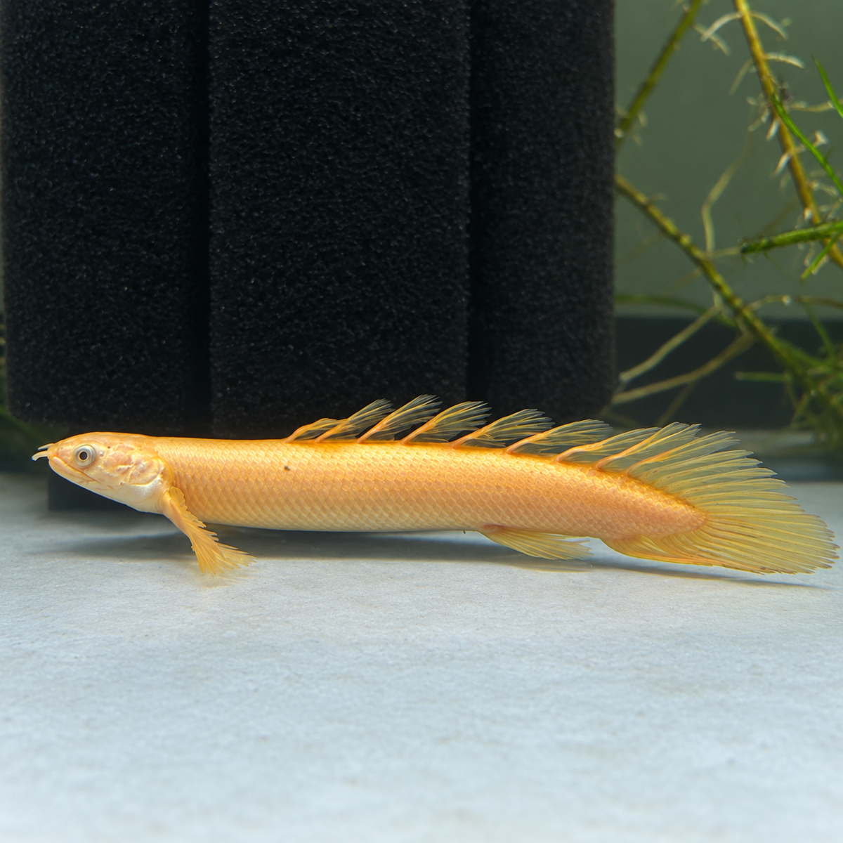 Golden Longfin Senegalus Bichir