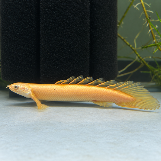 Golden Longfin Senegalus Bichir