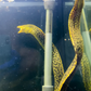 Large Freshwater Tiger Moray Eels 20-22”+