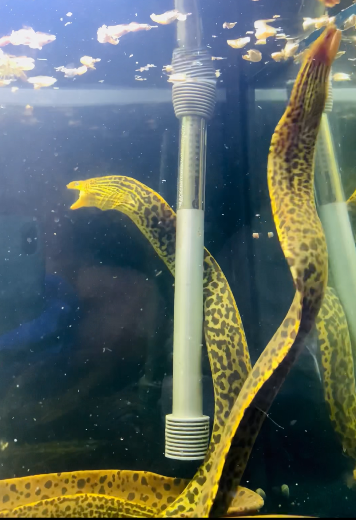 Large Freshwater Tiger Moray Eels 20-22”+