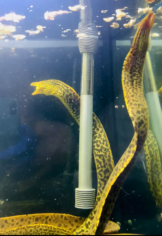 (AUGUST 17th PREORDER) Large Freshwater Tiger Moray Eels 20-22”+